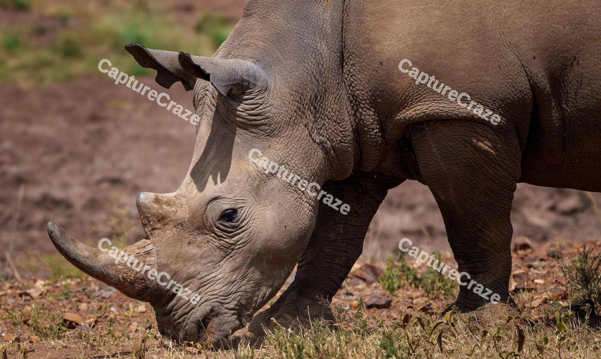 Southern white rhinoceros